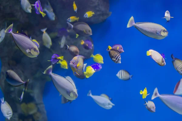 Multi-colored tropical fish on the background of reefs and corals.