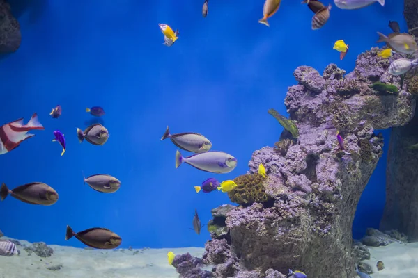산호와 산호초의 배경에 물고기 — 스톡 사진