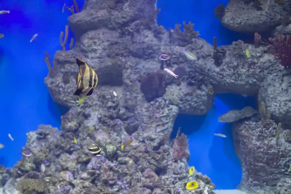 サンゴ礁の背景にカラフルな熱帯のエキゾチックな魚 — ストック写真