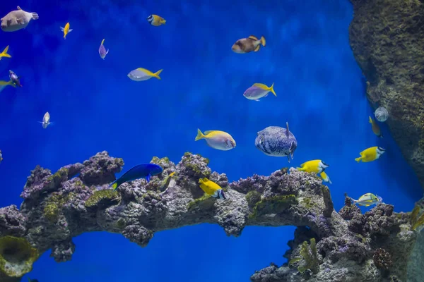 Stada Kolorowych Ryb Tle Koral — Zdjęcie stockowe