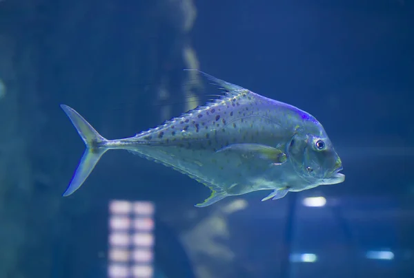 파란색 배경에 물고기 — 스톡 사진