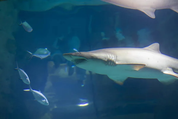 Énorme Requin Effrayant Dans Eau Bleue — Photo