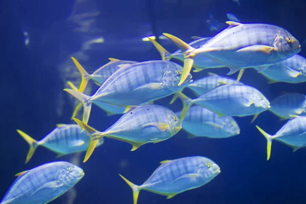 Troupeau Grands Poissons Marins Tropicaux Monde Sous Marin — Photo