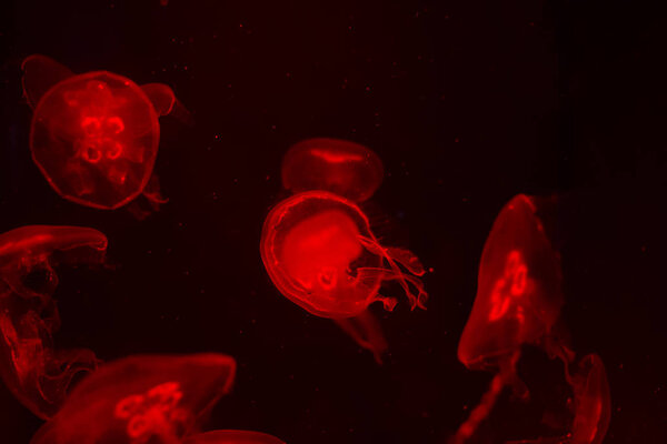 Medusa on a black background. Medusa highlighted by red light