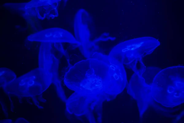 Medusa Sobre Fondo Negro Medusa Resaltada Luz Azul —  Fotos de Stock