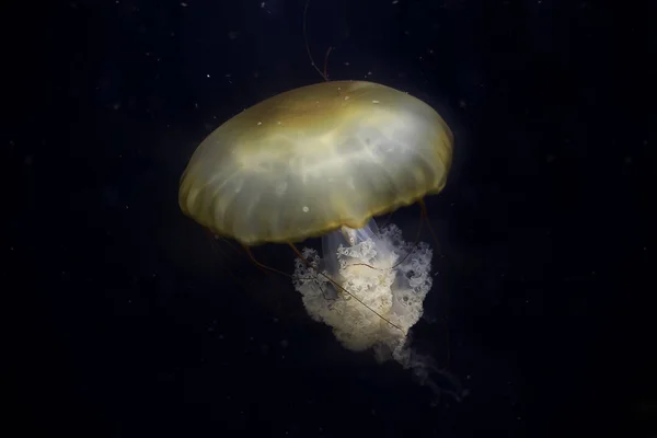 Beautiful Jellyfish Long Tail Black Background — Stock Photo, Image