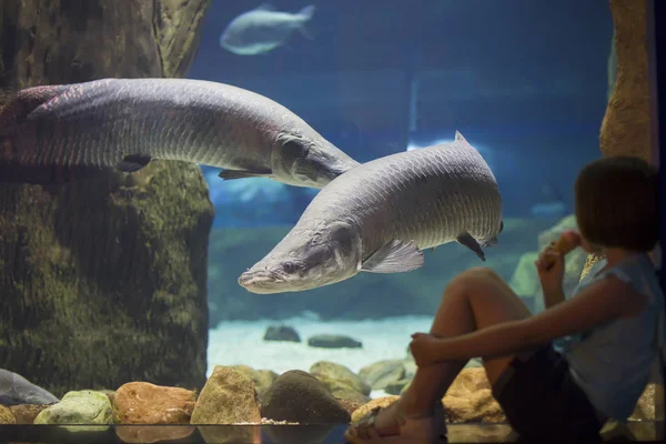 Los Niños Oceanario Consideran Los Peces Niña Mirando Pecera Acuario — Foto de Stock