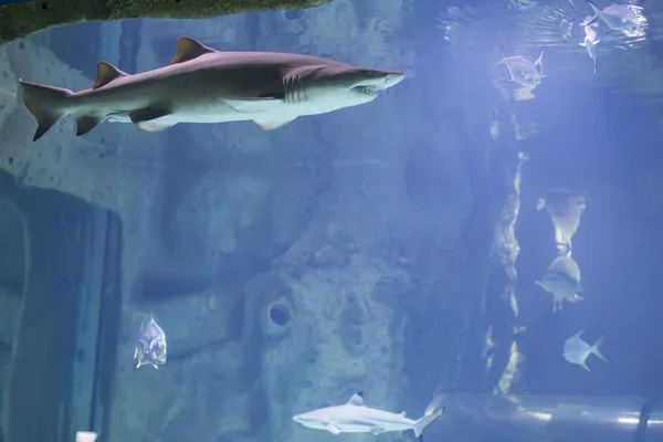 Enorme Tiburón Aterrador Agua Azul — Foto de Stock
