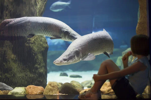 Gyermekek Oceanarium Úgy Hal Kislány Nézi Akvárium Hal Tartály Fedezze — Stock Fotó