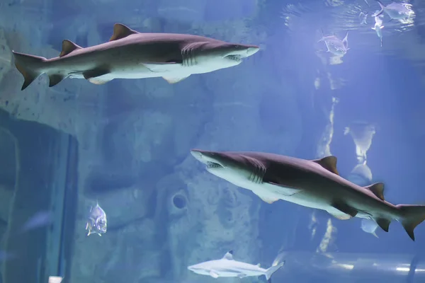 Dos Tiburones Agua Azul — Foto de Stock