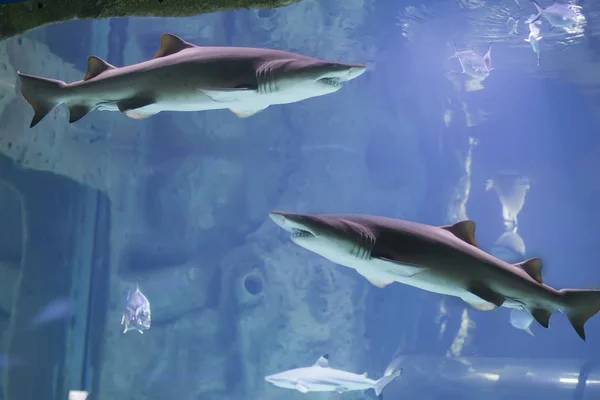 Két Cápák Kék Vízben Tengeri Élet — Stock Fotó