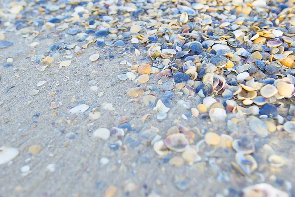 Πέτρες Και Κοχύλια Στην Άμμο — Φωτογραφία Αρχείου
