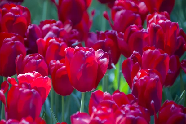 Mnóstwo Jasne Fioletowe Tulipany — Zdjęcie stockowe