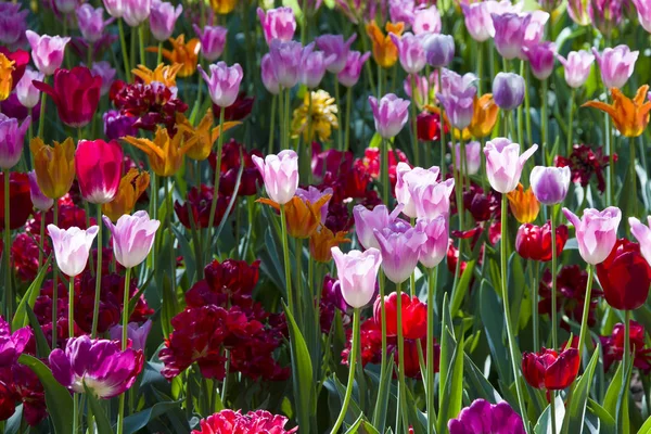 Wiele Jasnych Wielobarwną Tulipany — Zdjęcie stockowe
