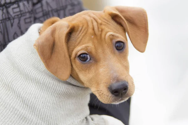 55+ Dachshund Labrador Mix