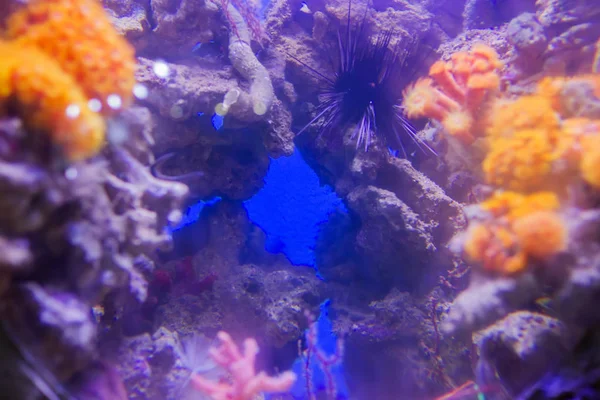 Beau Fond Sous Marin Avec Des Coraux Des Poissons Plantes — Photo