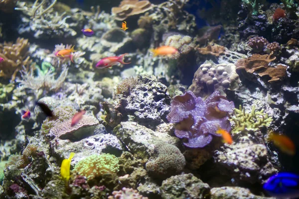 Piękne Tło Pod Wodą Koralowców Ryb Wielobarwne Ocean Morskich Roślin — Zdjęcie stockowe