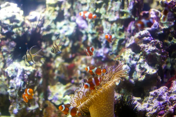 Piękne Tło Pod Wodą Koralowców Ryb Wielobarwne Ocean Morskich Roślin — Zdjęcie stockowe