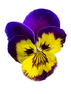 Beyaz arka plan yakın çekim üzerinde Pansy çiçek