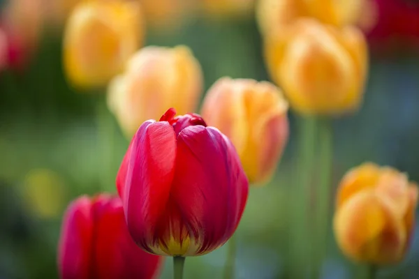 Arka Plan Parlak Laleler Bahar Çiçekleri — Stok fotoğraf