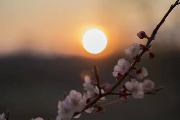 Frühling Hintergrund Der Kirschblüten Bei Sonnenuntergang Schöne Naturszene Mit Blühendem — Stockfoto
