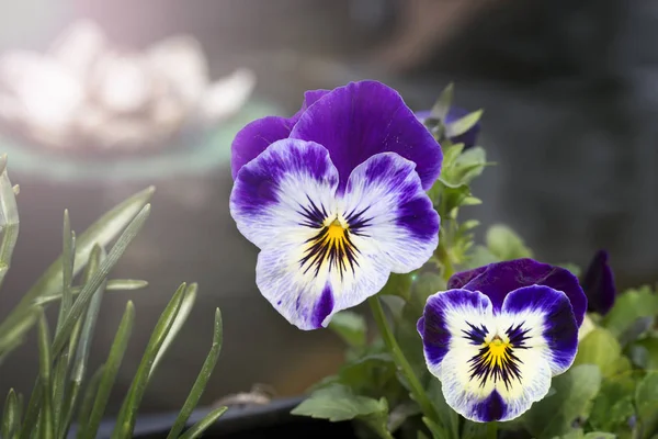 Pansy Flower Closure — стоковое фото