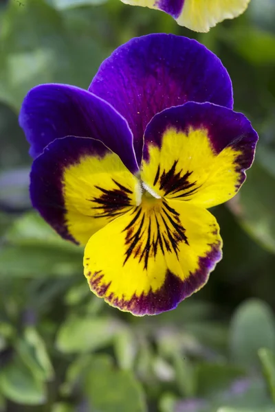Pansyho Květinová Blízká — Stock fotografie