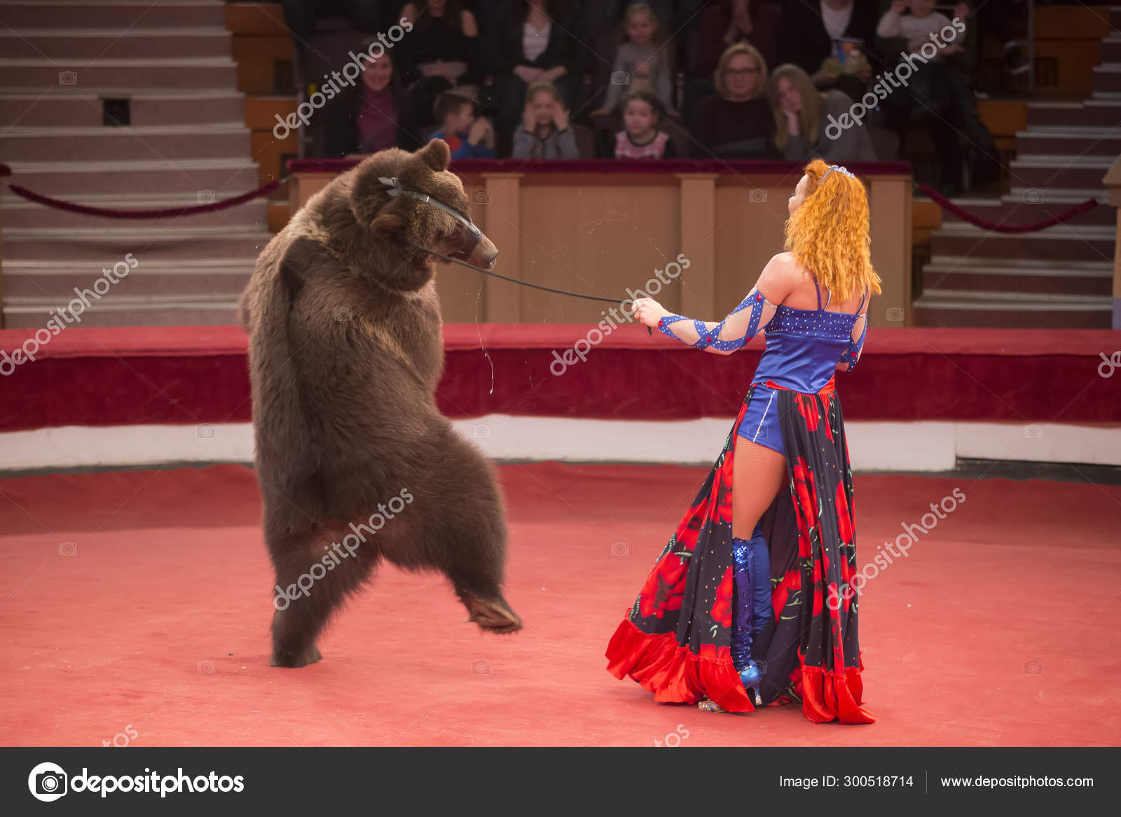 Belarus, Gomil, February 16, 2019. State Circus. Program Bravo Bravissimo.A  trained bear in a circus. Animal in the arena – Stock Editorial Photo ©  aspsvz #300518714