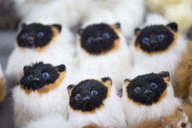 Siyam oyuncağı tüylü kediler. Birbirinin aynısı birçok kedi yavrusu