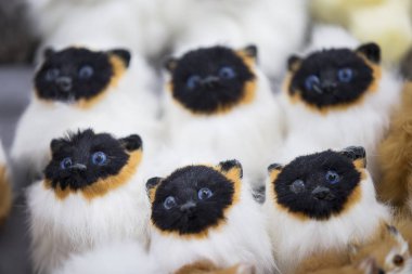 Siyam oyuncağı tüylü kediler. Birbirinin aynısı birçok kedi yavrusu