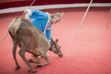 Belarus, Gomil, 16 Şubat 2019. Devlet Sirki. Program Bravo Bravissimo.Ren geyiğiyle sirk kadın çalıştırıcısı