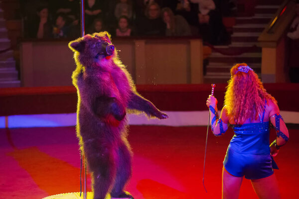 Беларусь, Гомил, 16 февраля 2019 года. Государственный цирк. Программа Bravo Bravissimo.A дрессированный медведь в цирке. Животное на арене
