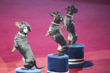 Eğitimli köpekler. Smokinler sirkte gösteri yapar.