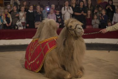 Belarus, Goamel şehri, Nisan 07, 2019. Sirk Sirki 