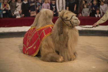 Belarus, Goamel şehri, Nisan 07, 2019. Sirk Sirki 