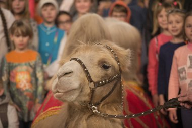 Belarus, Goamel şehri, Nisan 07, 2019. Sirk 