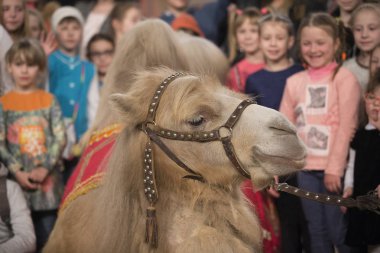 Belarus, Goamel şehri, Nisan 07, 2019. Sirk 