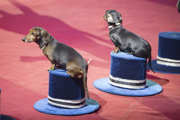 Trained dogs and the shadow of the trainer. Dachshunds perform in the circus