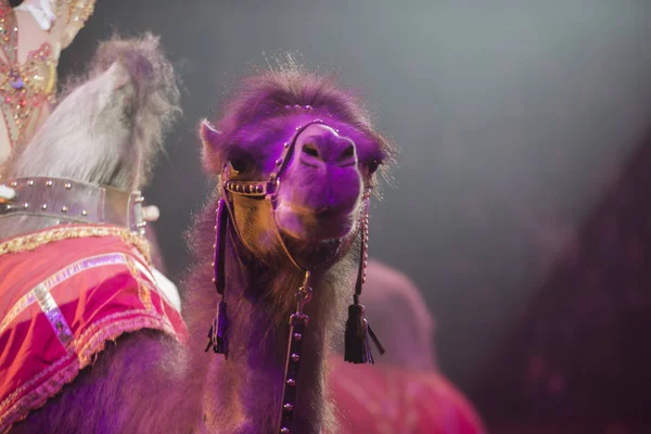 서커스 낙타가 서커스 공연을 — 스톡 사진