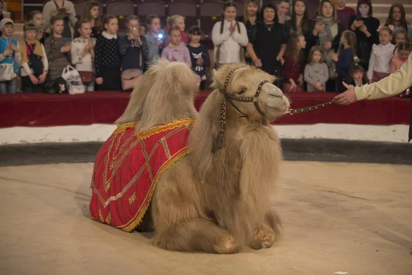 Belarus, Goamel şehri, Nisan 07, 2019. Sirk Sirki 