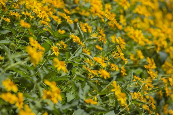 Veel Natuurlijke Gele Bloemen — Stockfoto