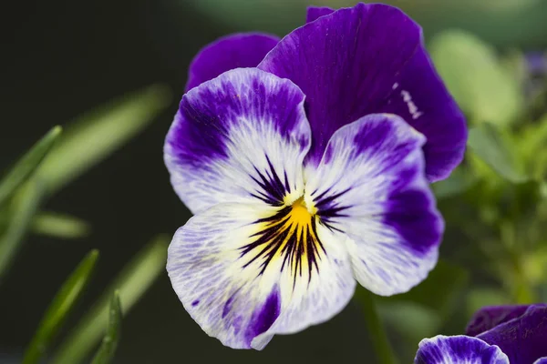 Alas Primavera Pansies Flower Púrpura Primer Plano — Foto de Stock