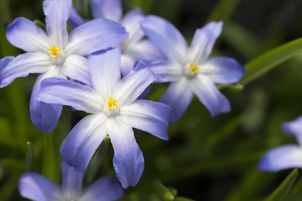 Fleurs Printanières Couleur Bleue — Photo