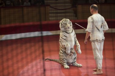 Belarus, Gomil, February 16, 2019. State Circus. Program Bravo Bravissimo.The white tiger carries out the trainer's command. Trained animals in the circus clipart
