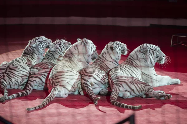 A group of white tigers performs in a circus. Trained predators.