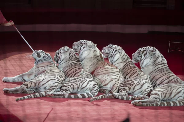 A group of white tigers performs in a circus. Trained predators.