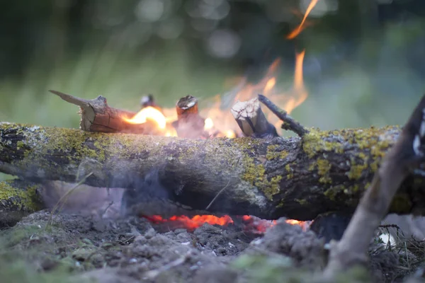 The fire. Log wood on fire.