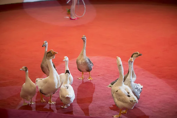 Trained geese perform a number in the circus arena