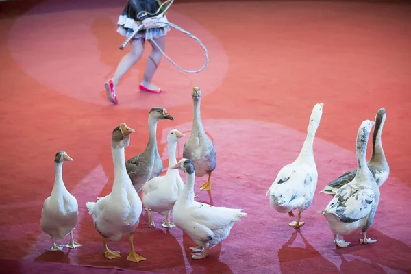 Trained geese perform a number in the circus arena