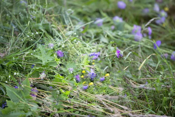 Green Grass Wild Herbs — Stock Photo, Image